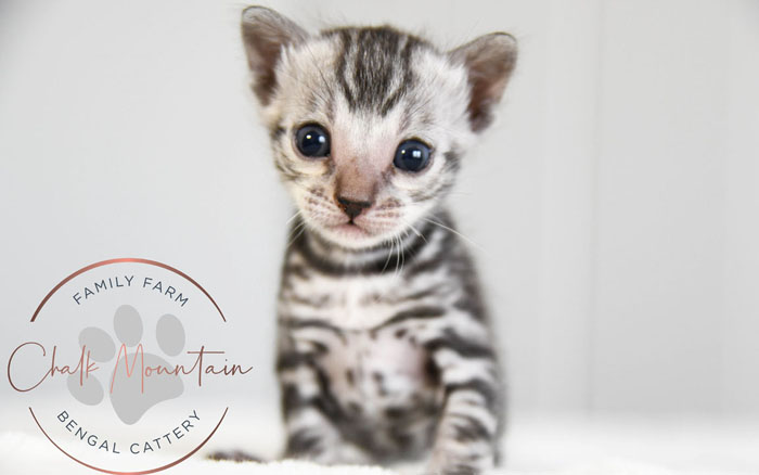 Bengal Kitten For Sale